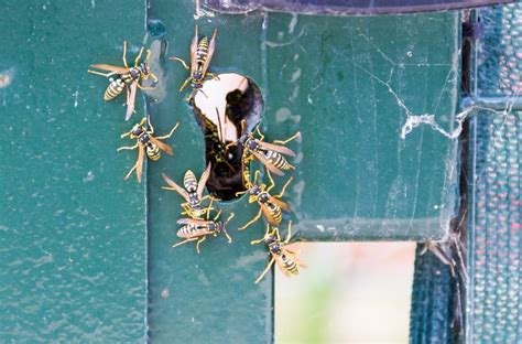 Yellow Jacket Nest Removal Dos and Don'ts | ABC Humane Wildlife Control ...