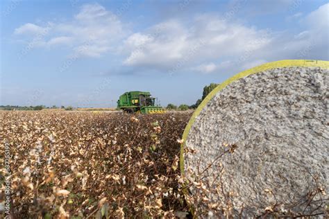 John Deere type cotton picker, 6 rows in a cotton field during picking ...