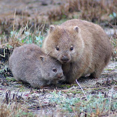 scinewscom: Biologists Discover Why Wombat Feces... | Nix Draws Stuff