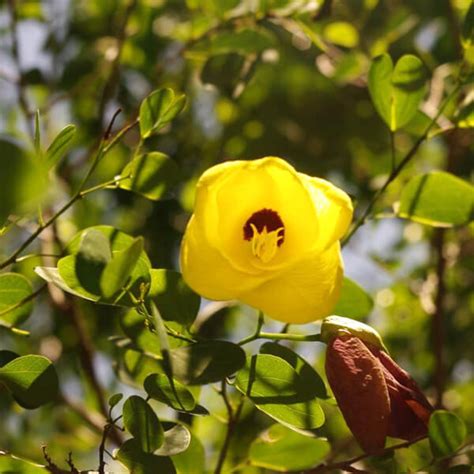 Bauhinia Tomentosa, Yellow Bauhinia - Plant - KS GARDEN NURSERY