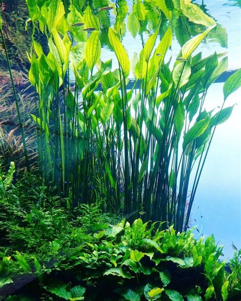 95 best images about Freshwater Aquarium plants on Pinterest | Freshwater plants, Tropical fish ...