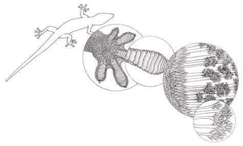 Gecko foot anatomy showing branched setae low res - Lizzie Harper