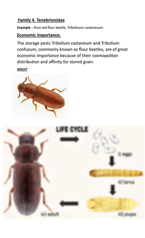 SOLUTION: Coleoptera life cycle - Studypool