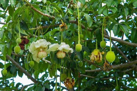 Baobab Flowers - Africa's Beautifully Ephemeral Sight