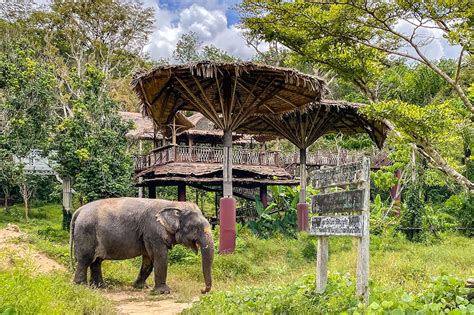 A Guide to The Most Ethical Elephant Sanctuary in Phuket - Brogan Abroad