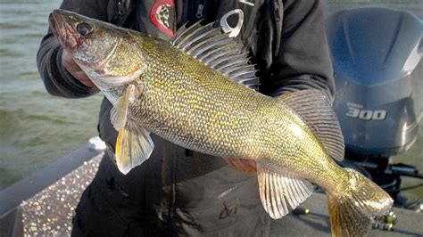 South Dakota Walleye Fishing - In-Depth Outdoors TV, Season 13 Episode 24 - YouTube