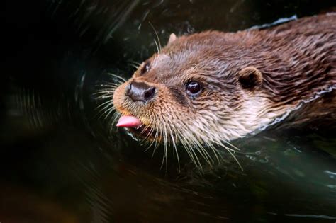 Eurasian otter - Saukko - sivontim | Otters, Cute kawaii animals, Animals