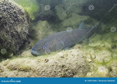 Underwater Photography Common Huchen Hucho Hucho Swimming, River Habitat Stock Photo - Image of ...