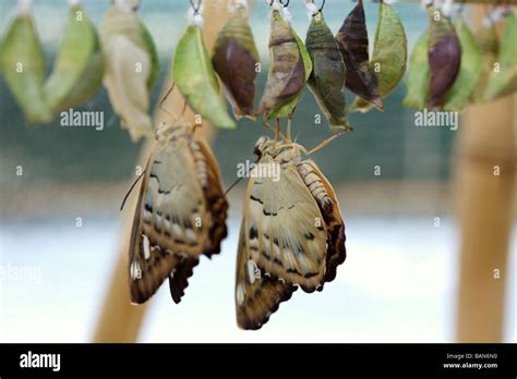 The beautiful butterfly is considered a symbol of love Stock Photo - Alamy