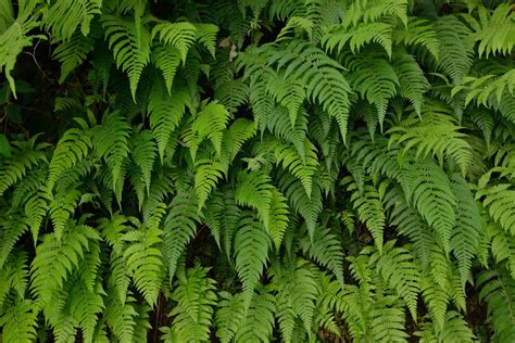 Common Fern Varieties: Learn About Different Ferns To Grow Types Of Fern Plants, Large Plants ...