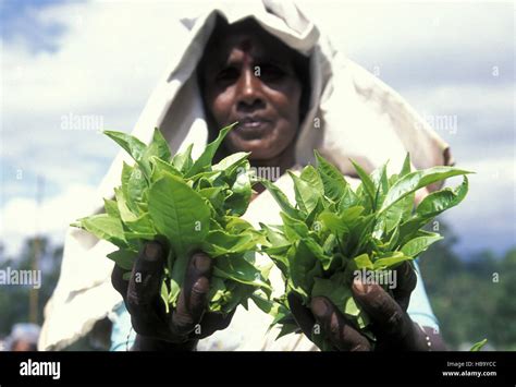 SRI LANKA NUWARA ELIYA TEA PLANTATION Stock Photo - Alamy