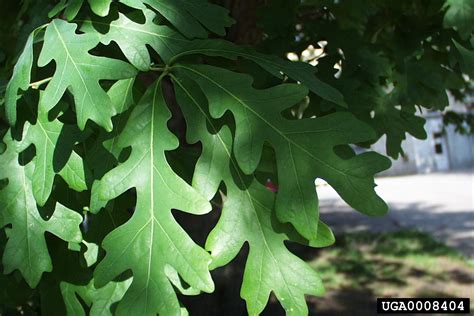 white oak (Quercus alba)