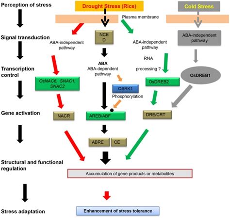 Roles of NAC transcription factors in the regulation of biotic and abiotic stress responses in ...