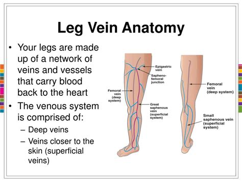 PPT - Venous Reflux Disease and Current Treatments PowerPoint Presentation - ID:639480