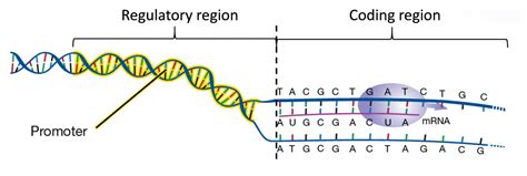 Gene Expression: Transcription – Genetics, Agriculture, and Biotechnology