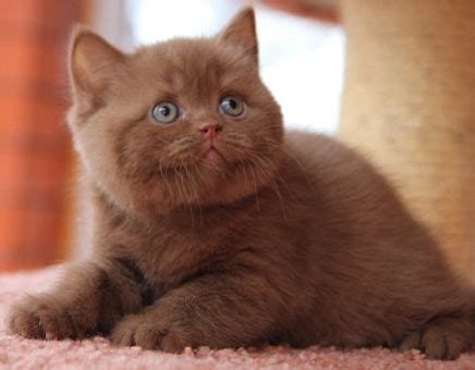 cinnamon kittens - Google Search | British shorthair kittens, Cute cats ...