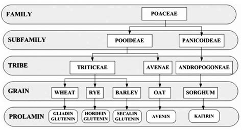 Taxonomy of Poaceae family and their typical proteins, adapted from:... | Download Scientific ...