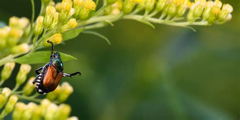 Dealing with Japanese Beetles in your Garden – wallacegardencenter