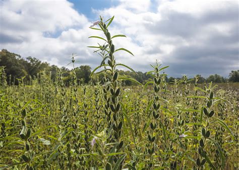 MSU sesame test plots back growing interest | Mississippi State ...