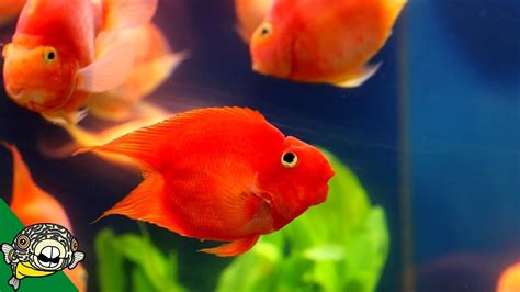 Derp Fish! aka Blood Parrot Care Guide – HousePetsCare.com