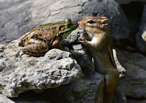 2016 Comedy Wildlife Photography Awards Winners-20 – Fubiz Media