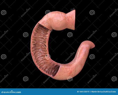 Duodenum, Human Anatomy, Part of Your Small Intestine,front View, 3d ...