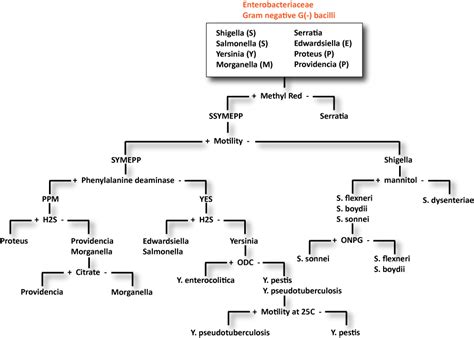 Microbiology | Clinical Laboratory Science Resource