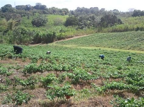 Hot pepper harvesting | Natural landmarks, Stuffed hot peppers, Landmarks