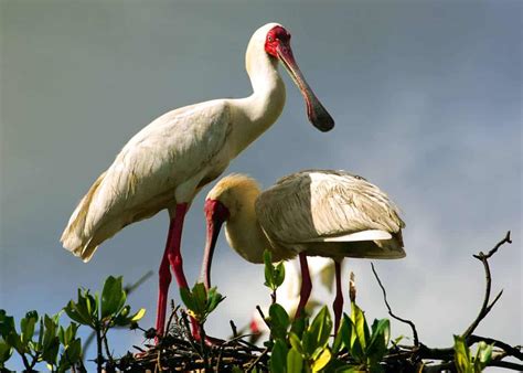 13 Facts About the African Spoonbill (Platalea alba) | Storyteller Travel