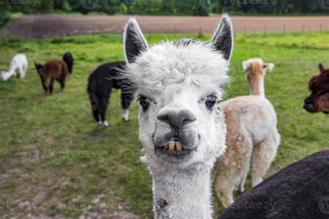 Funny white alpaca showing teeth, funny face. Germany. 3369581 Stock ...