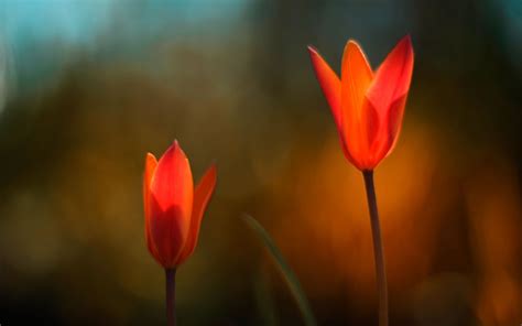 🔥 [30+] Flower Wallpapers for Windows 10 | WallpaperSafari