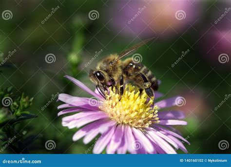 One Honey Bee Pollinating a Violet Flower Stock Photo - Image of plant ...