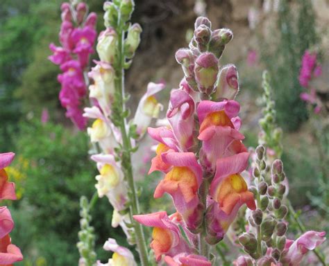 How snapdragons get their unique range of colors - Earth.com