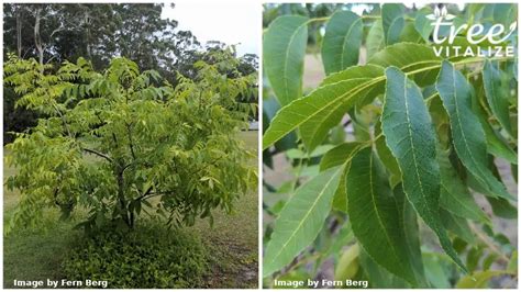 15 Different Types of Pecan Trees & Identifying Features