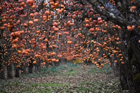 Which Fruit Looks Like Tomato: Surprising Lookalike, 46% OFF