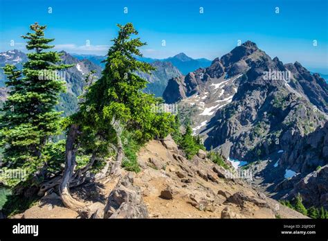 Mount Ellinor Trail, Olympic National Park, Washington State, USA Stock ...