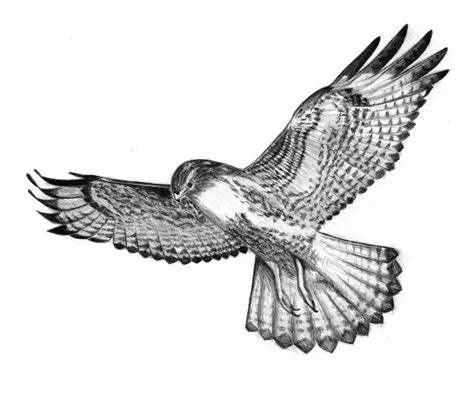 Hawk Pencil Drawing | Free download on ClipArtMag