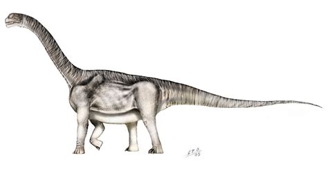 camarasaurus size - Google Search