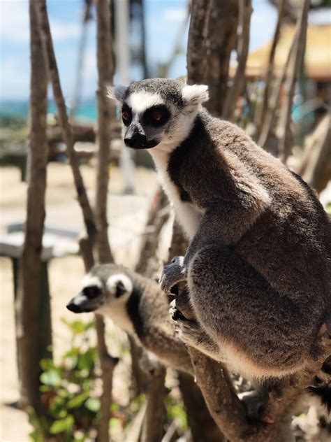 Necker Island Wildlife Tour with Gumption's Learning Adventures. Meet ...