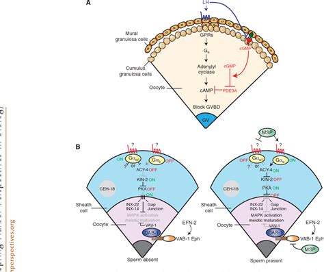 [PDF] Developmental control of oocyte maturation and egg activation in metazoan models ...