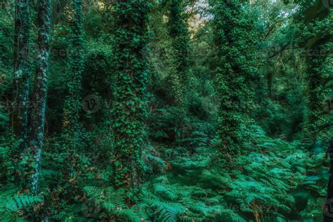 tropical forest landscape with ferns and leafy trees 10967996 Stock Photo at Vecteezy