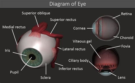 Diagram of an Eye with Muscles and Parts Labeled - Nathan Stoker