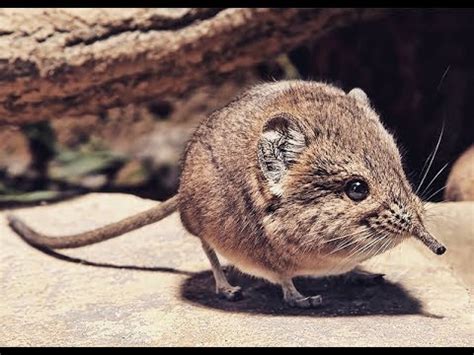 Facts About Elephant Shrew: Food, Environment, and Life – The Safari World