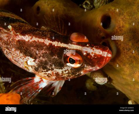 goatfish natural habitat macro Blairgowrie pier Stock Photo - Alamy