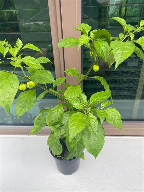 Carolina Reaper Chilli Plant, Furniture & Home Living, Gardening ...