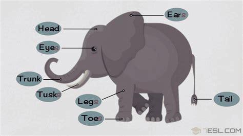 Elephant Parts: Elephant Body Parts with Pictures • 7ESL