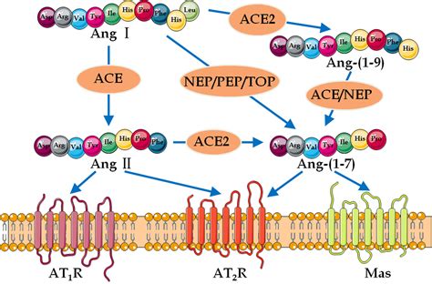 Role of the ACE2/Ang-(1-7)/Mas axis in glucose metabolism