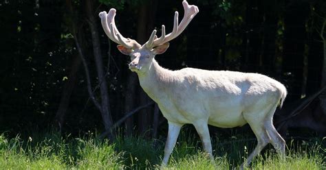 Albino Deer Facts & Information (everything to know) - World Deer