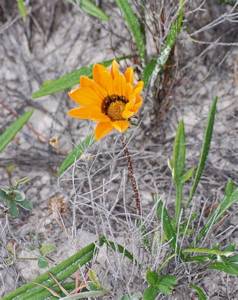 Flower Gallery :: Asteraceae :: DSC_9705