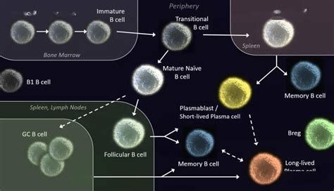 What are the common B cell markers